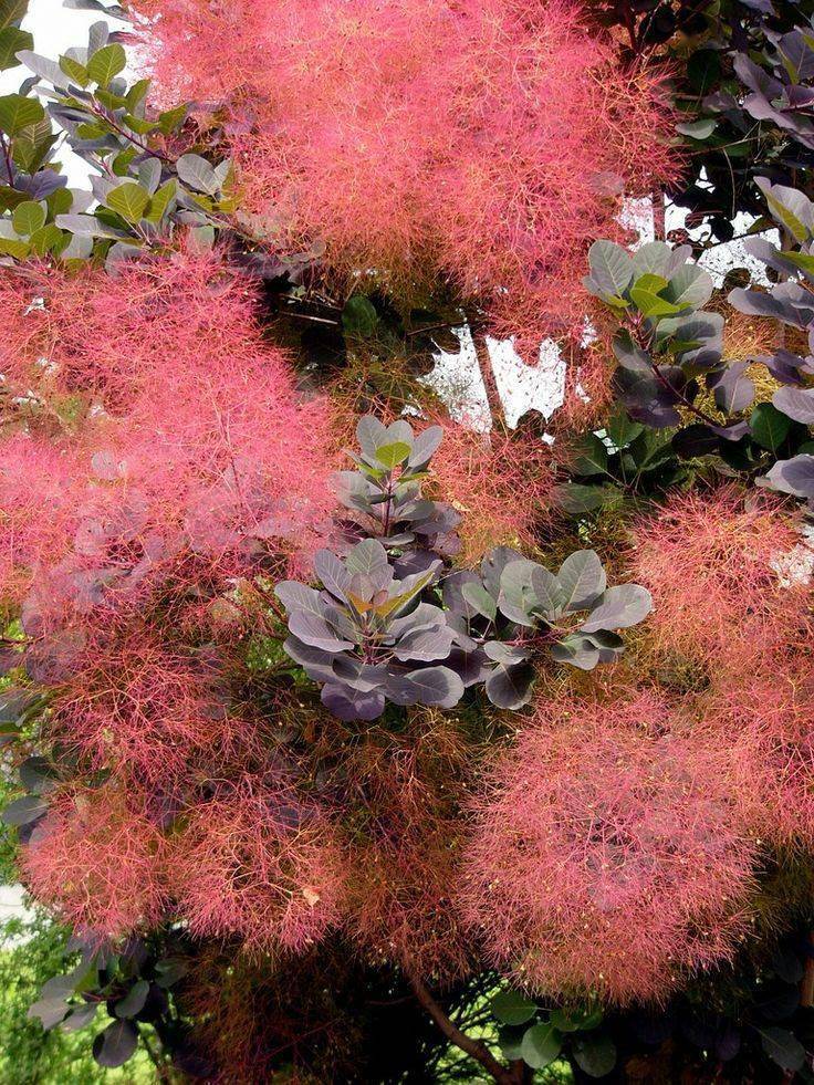 冬季適合養的綠植_冬季養綠植適合種什么花_冬季養綠植適合什么花