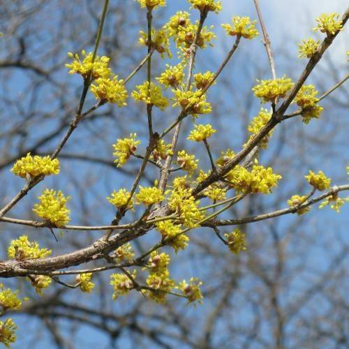 冬季養綠植適合什么花_冬季適合養的綠植_冬季養綠植適合種什么花