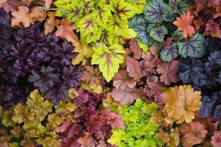 冬季養綠植適合種什么花_冬季適合養的綠植_冬季養綠植適合什么花