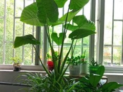 光照不足也能養(yǎng)好的3種花，不怕熱不怕凍很頑強(qiáng)，家中值得養(yǎng)一盆