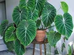 客廳最適合養(yǎng)大型綠植，這6種新型植物，好看好養(yǎng)護(hù)，養(yǎng)人養(yǎng)心，吉利又旺家
