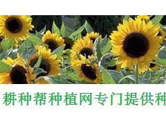 北方耐寒十大爬藤植物排名 東北室外耐寒的爬藤類(lèi)花卉