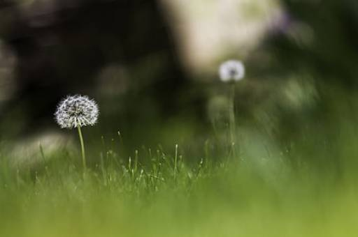 如何種冰菜百度經(jīng)驗_冰菜的種植方法_如何種植冰菜視頻