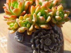 每日一花（五十八）多肉特輯，喜歡看天氣變臉的馬庫斯