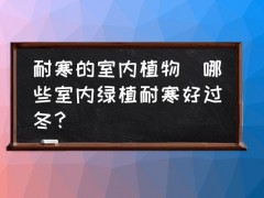 耐寒的室內植物(哪些室內綠植耐寒好過冬？)