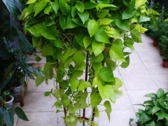 秋天養這8種綠植，深受花友喜愛，好養耐養，花期長開花多