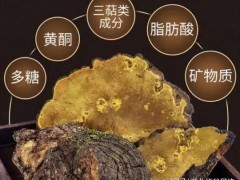 云南耘禾農(nóng)業(yè)桑黃種植技術(shù)為農(nóng)戶開(kāi)辟桑黃種植新天地