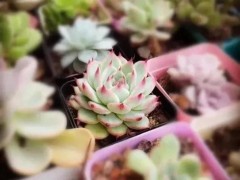 多肉小苗曬太陽有講究，掌握一點，不收空盆，逆襲胖富美
