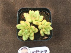 分享精品多肉，群生的小老樁，一起看看吧