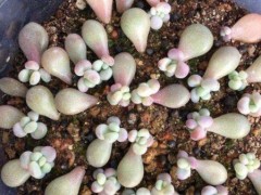 新手葉插多肉植物，了解掌握5個(gè)要點(diǎn)，成活率高，一盆輕松變多盆