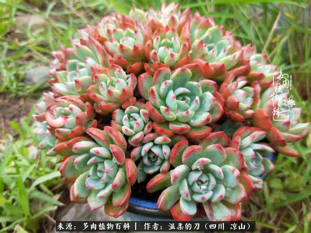 多肉灰姑娘怎么護養(yǎng)_灰姑娘多肉好養(yǎng)嗎_多肉灰姑娘耐寒嗎