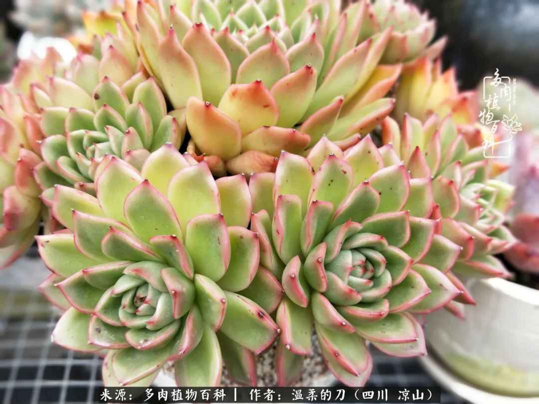 多肉灰姑娘怎么護養(yǎng)_多肉灰姑娘耐寒嗎_灰姑娘多肉好養(yǎng)嗎