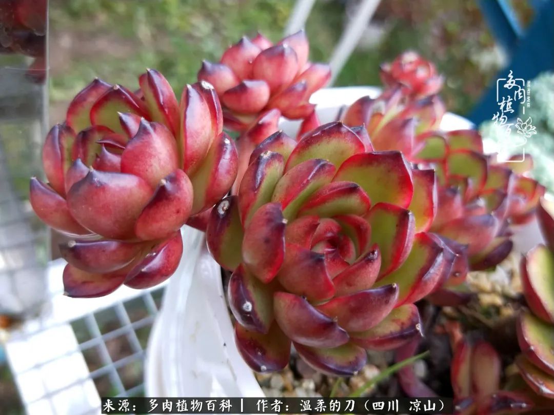 多肉灰姑娘耐寒嗎_多肉灰姑娘怎么護養(yǎng)_灰姑娘多肉好養(yǎng)嗎