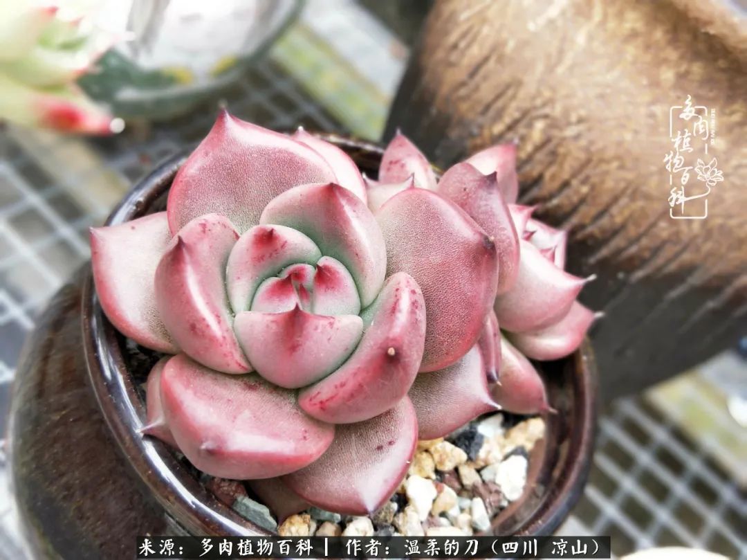 灰姑娘多肉好養(yǎng)嗎_多肉灰姑娘耐寒嗎_多肉灰姑娘怎么護養(yǎng)