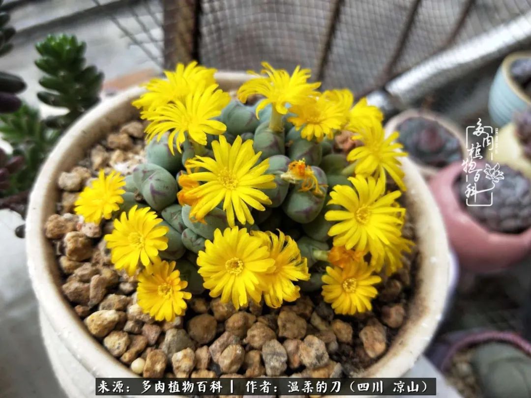 多肉灰姑娘耐寒嗎_灰姑娘多肉好養(yǎng)嗎_多肉灰姑娘怎么護養(yǎng)