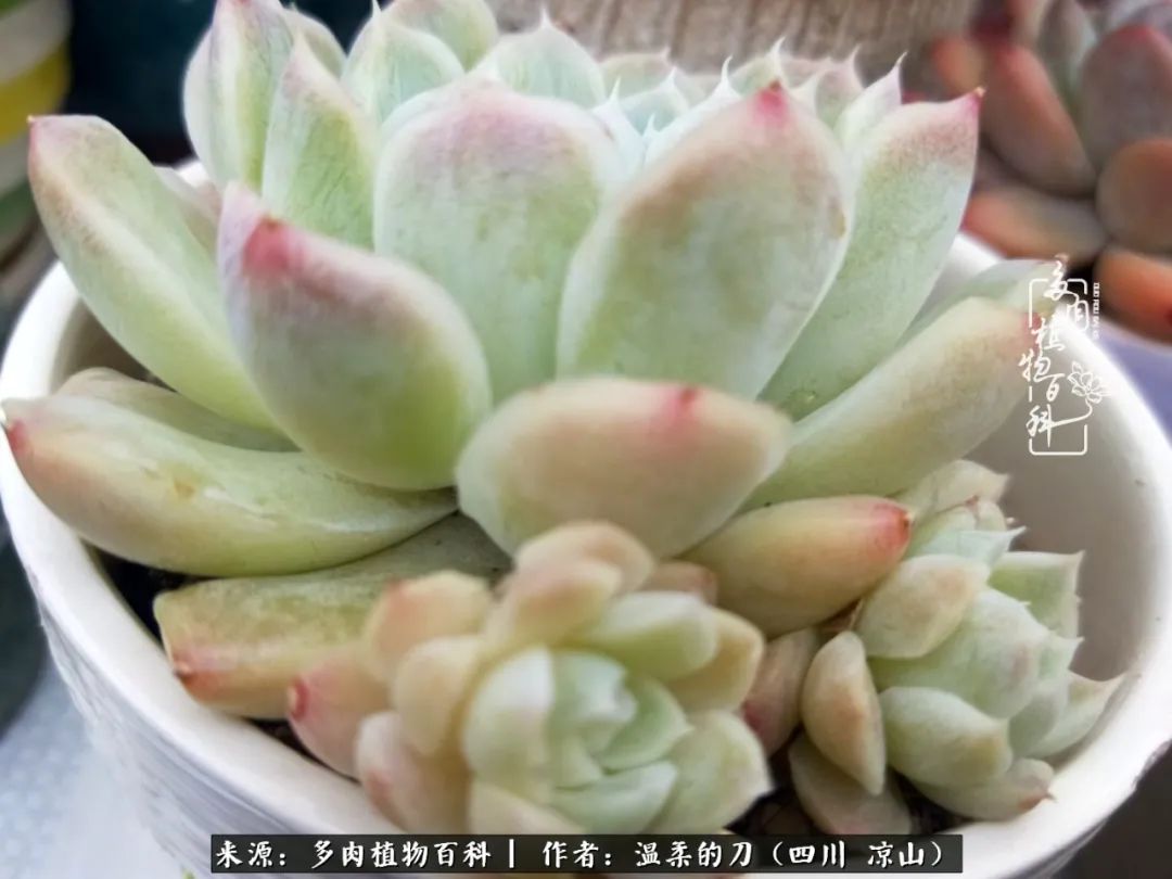灰姑娘多肉好養(yǎng)嗎_多肉灰姑娘耐寒嗎_多肉灰姑娘怎么護養(yǎng)