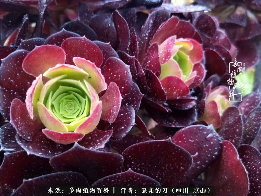 多肉灰姑娘耐寒嗎_灰姑娘多肉好養(yǎng)嗎_多肉灰姑娘怎么護養(yǎng)