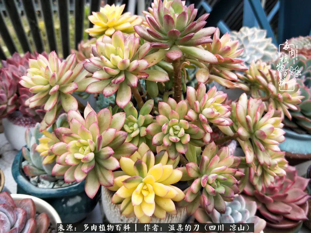 多肉灰姑娘怎么護養(yǎng)_多肉灰姑娘耐寒嗎_灰姑娘多肉好養(yǎng)嗎