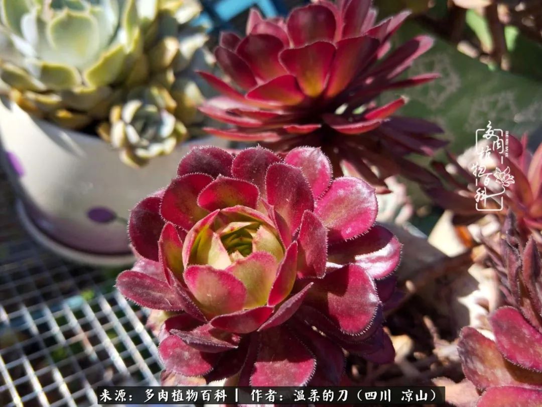 多肉灰姑娘耐寒嗎_灰姑娘多肉好養(yǎng)嗎_多肉灰姑娘怎么護養(yǎng)