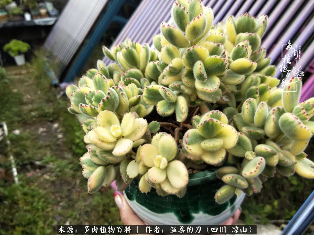 多肉灰姑娘耐寒嗎_多肉灰姑娘怎么護養(yǎng)_灰姑娘多肉好養(yǎng)嗎