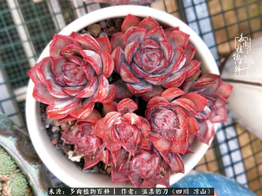 灰姑娘多肉好養(yǎng)嗎_多肉灰姑娘怎么護養(yǎng)_多肉灰姑娘耐寒嗎
