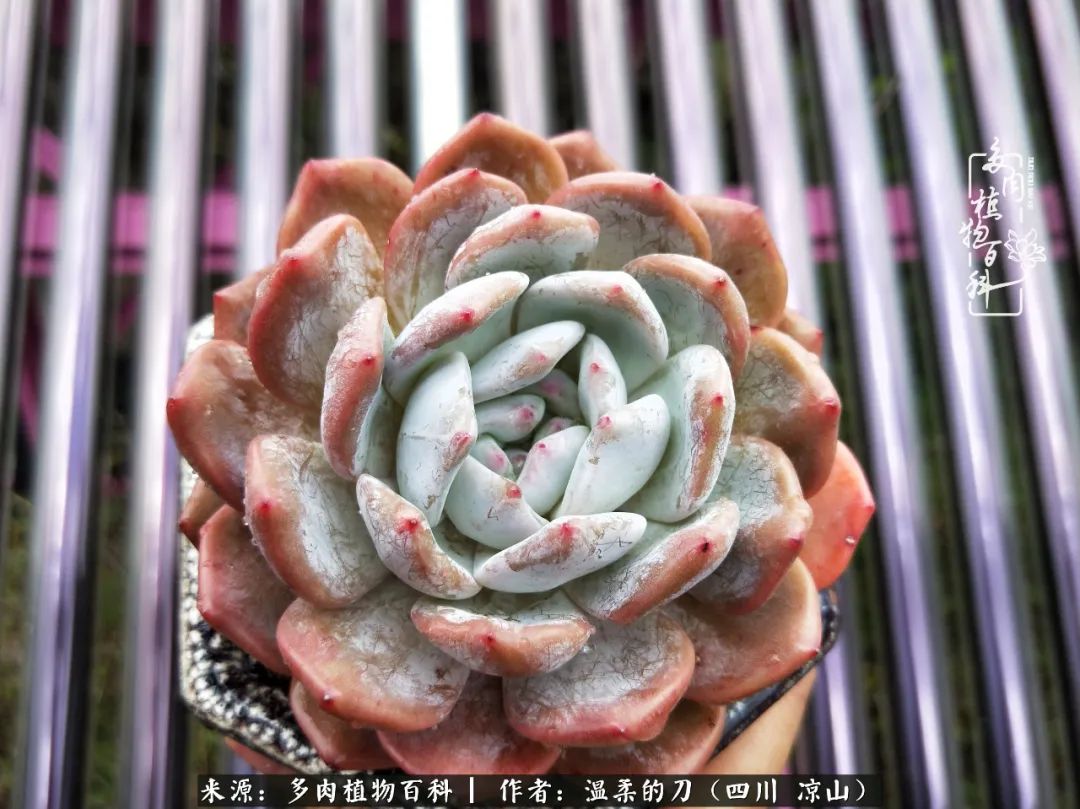 灰姑娘多肉好養(yǎng)嗎_多肉灰姑娘怎么護養(yǎng)_多肉灰姑娘耐寒嗎