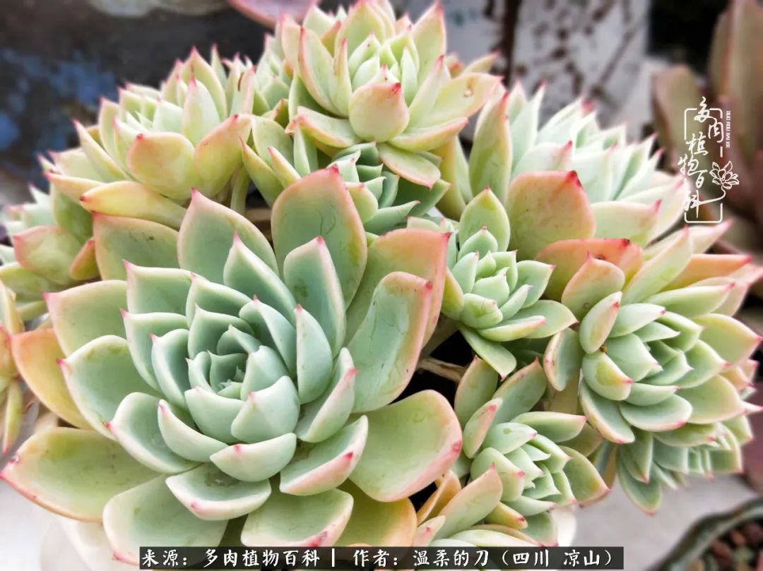 多肉灰姑娘耐寒嗎_多肉灰姑娘怎么護養(yǎng)_灰姑娘多肉好養(yǎng)嗎