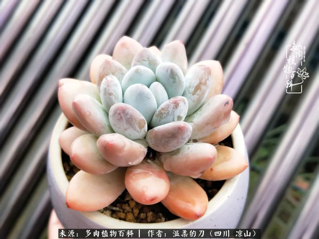 灰姑娘多肉好養(yǎng)嗎_多肉灰姑娘耐寒嗎_多肉灰姑娘怎么護養(yǎng)