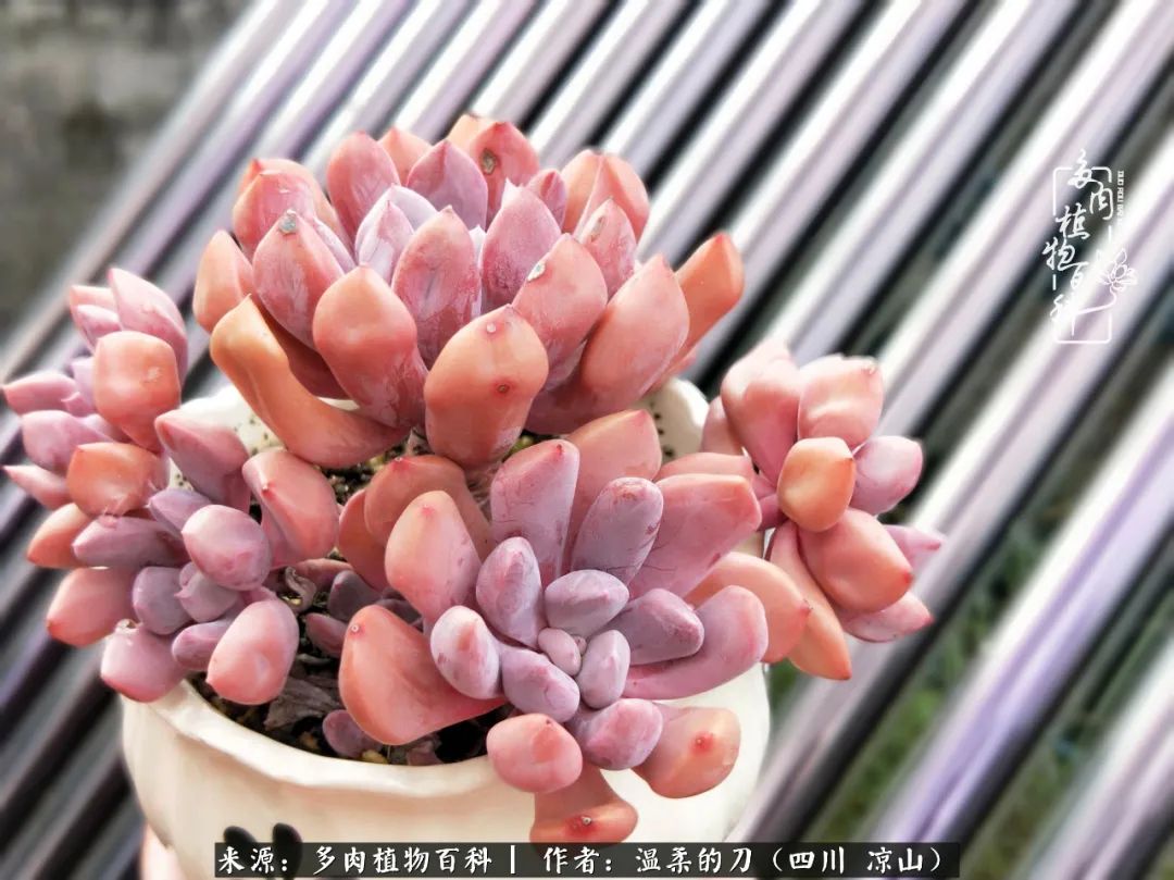 多肉灰姑娘怎么護養(yǎng)_多肉灰姑娘耐寒嗎_灰姑娘多肉好養(yǎng)嗎