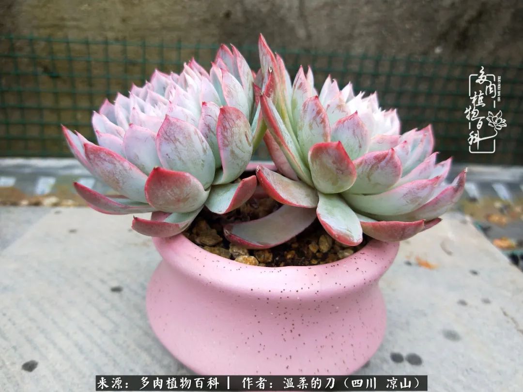 多肉灰姑娘耐寒嗎_灰姑娘多肉好養(yǎng)嗎_多肉灰姑娘怎么護養(yǎng)