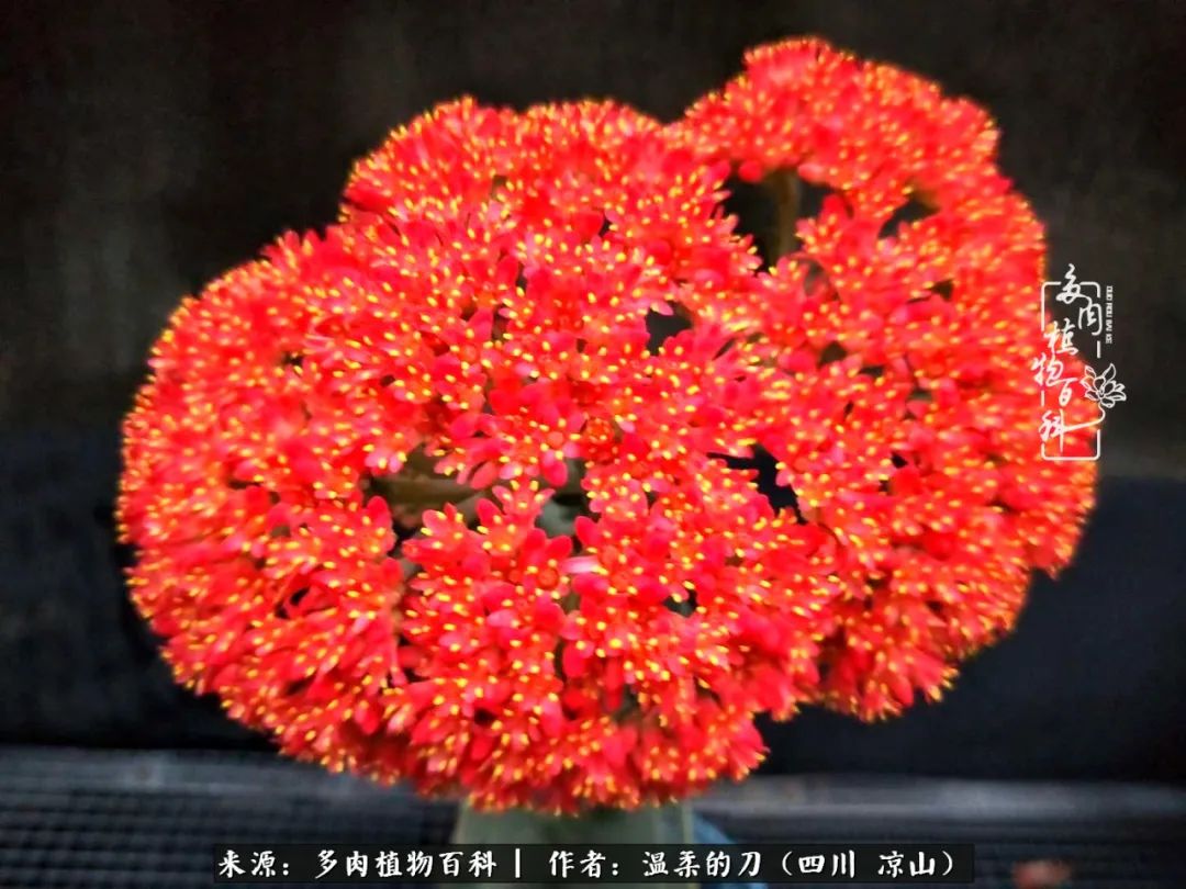 多肉灰姑娘怎么護養(yǎng)_灰姑娘多肉好養(yǎng)嗎_多肉灰姑娘耐寒嗎